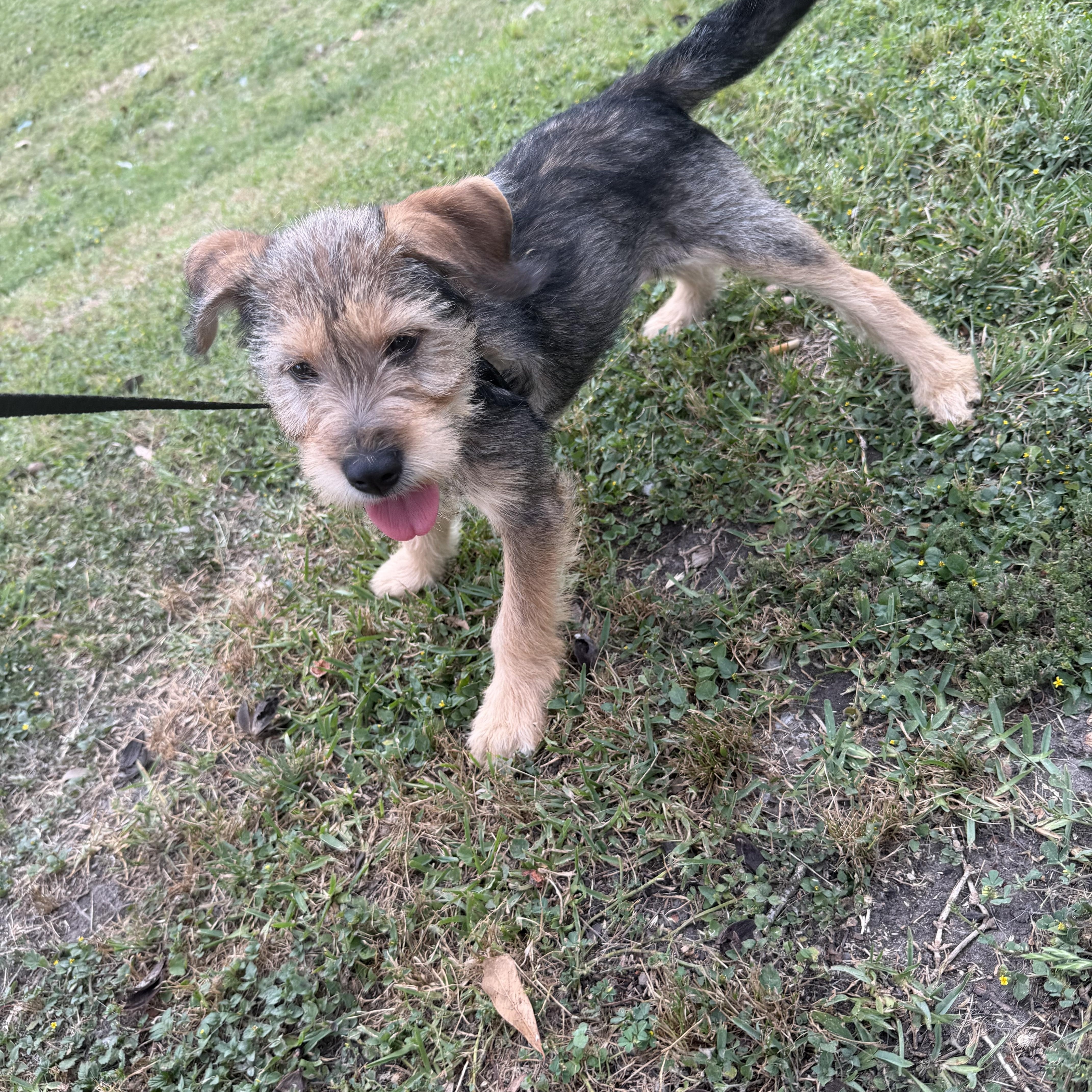 Sulley - Local April 24-26, ADOPTABLE, Puppy Male Miniature Schnauzer.