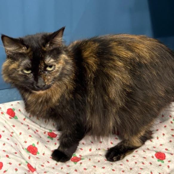 Enlarge Jennie, a Adoptable Domestic Short Hair in Concord, NH image 1/2