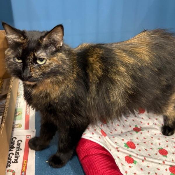 Enlarge Jennie, a Adoptable Domestic Short Hair in Concord, NH image 2/2
