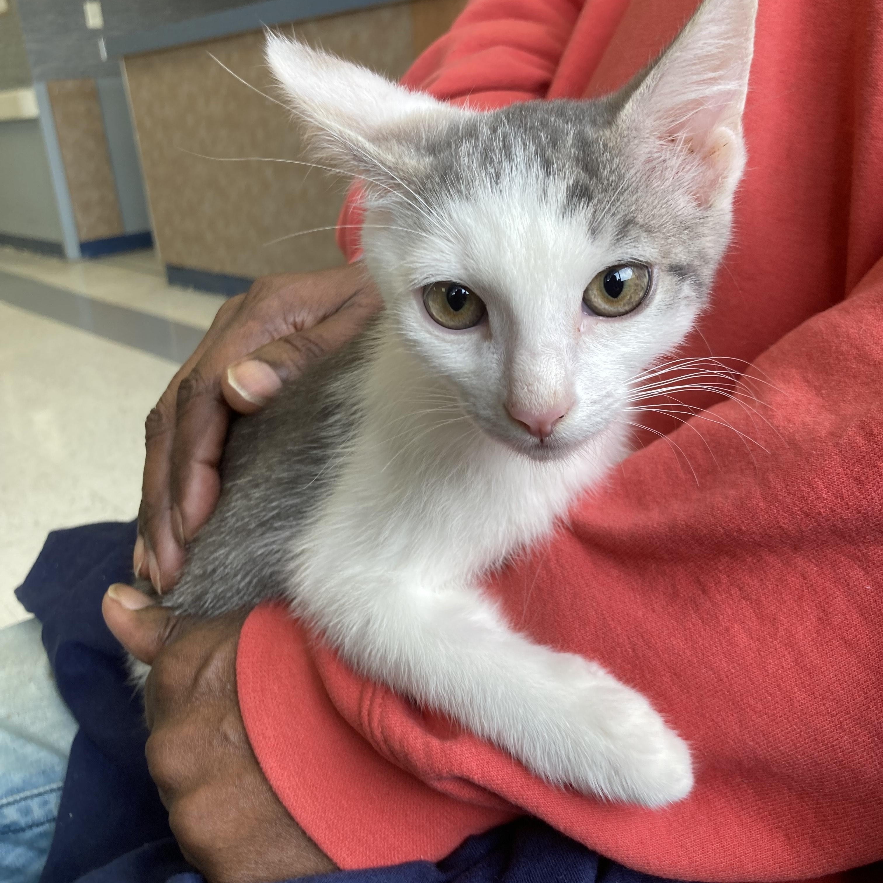 Tequila, Adoptable, Kitten Male Domestic Short Hair.