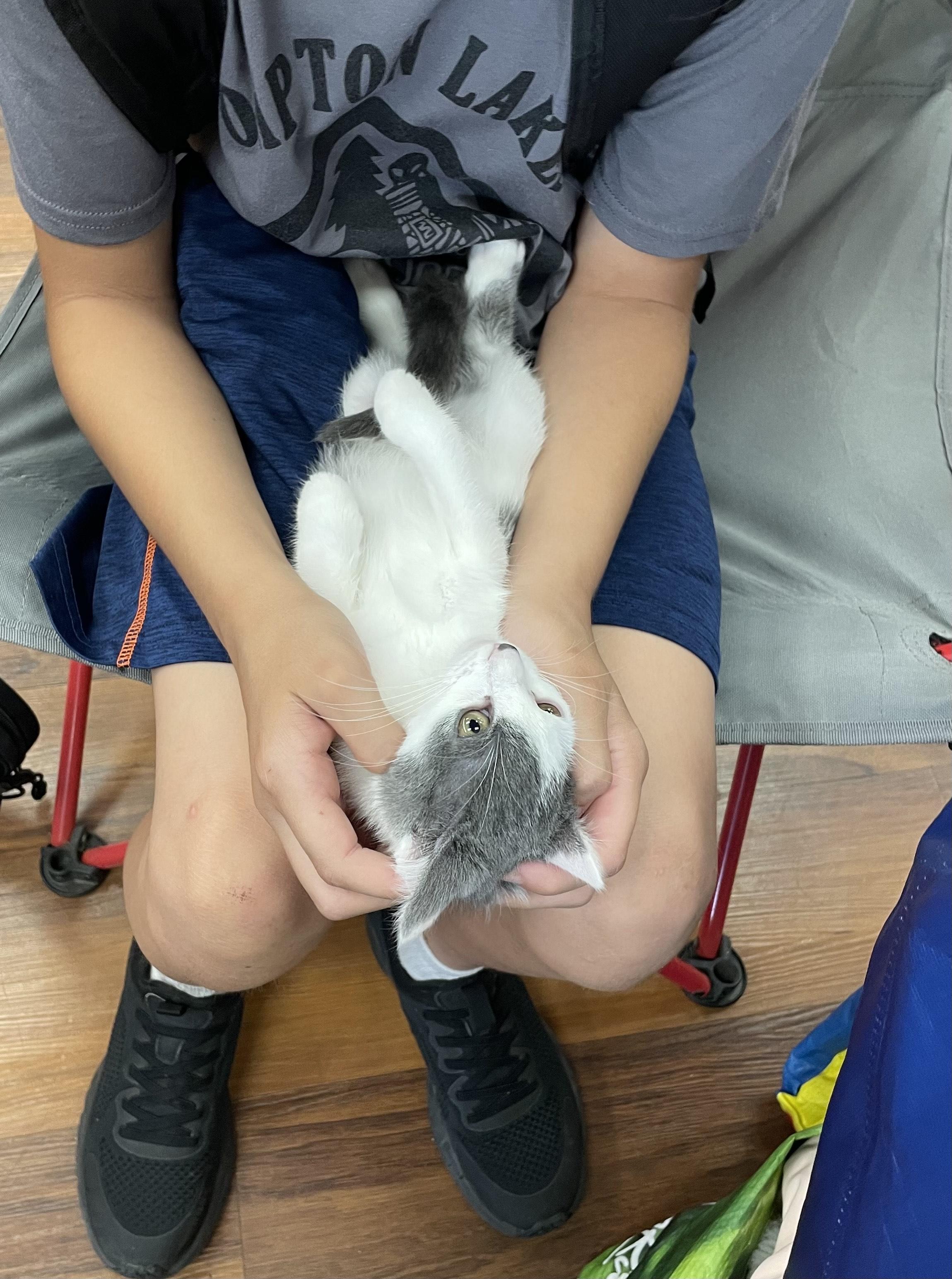 Tequila, a Adoptable Domestic Short Hair in Pompton Lakes, NJ image 2/2