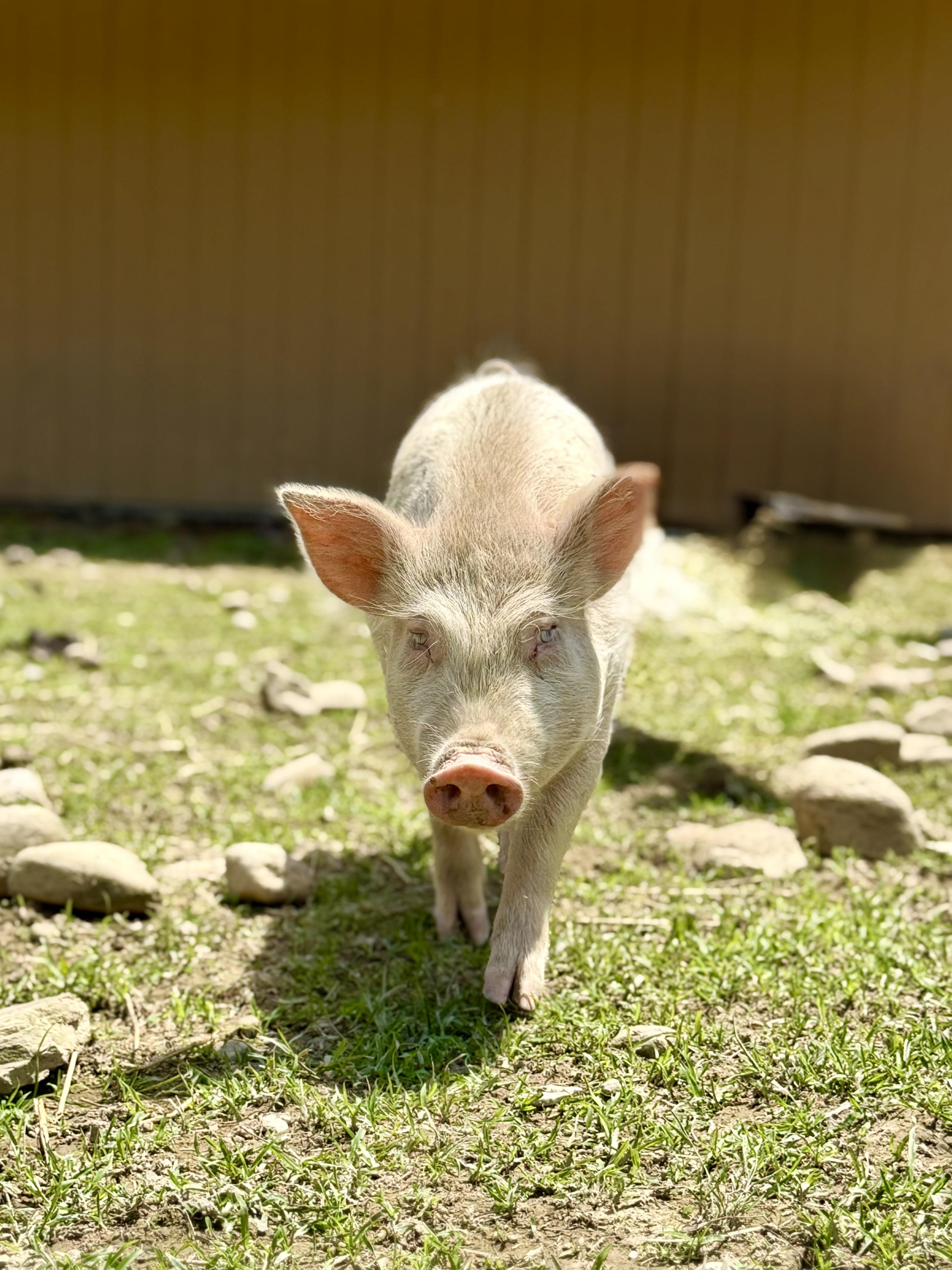 Enlarge Myles, a Adoptable Yorkshire in Ravenna, OH image 1/4
