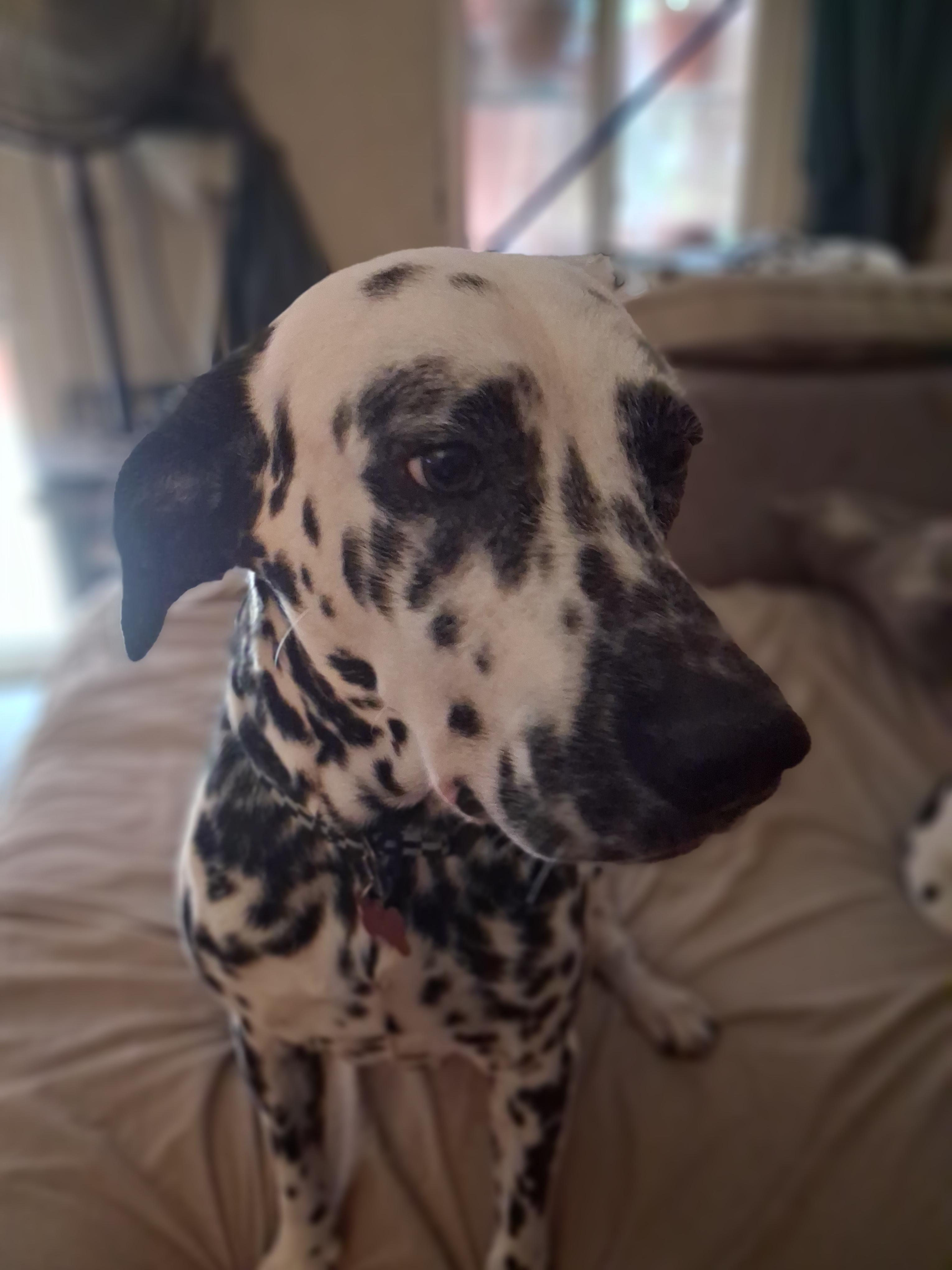 Enlarge Bradley, a ADOPTABLE Dalmatian in San Diego, CA image 2/2