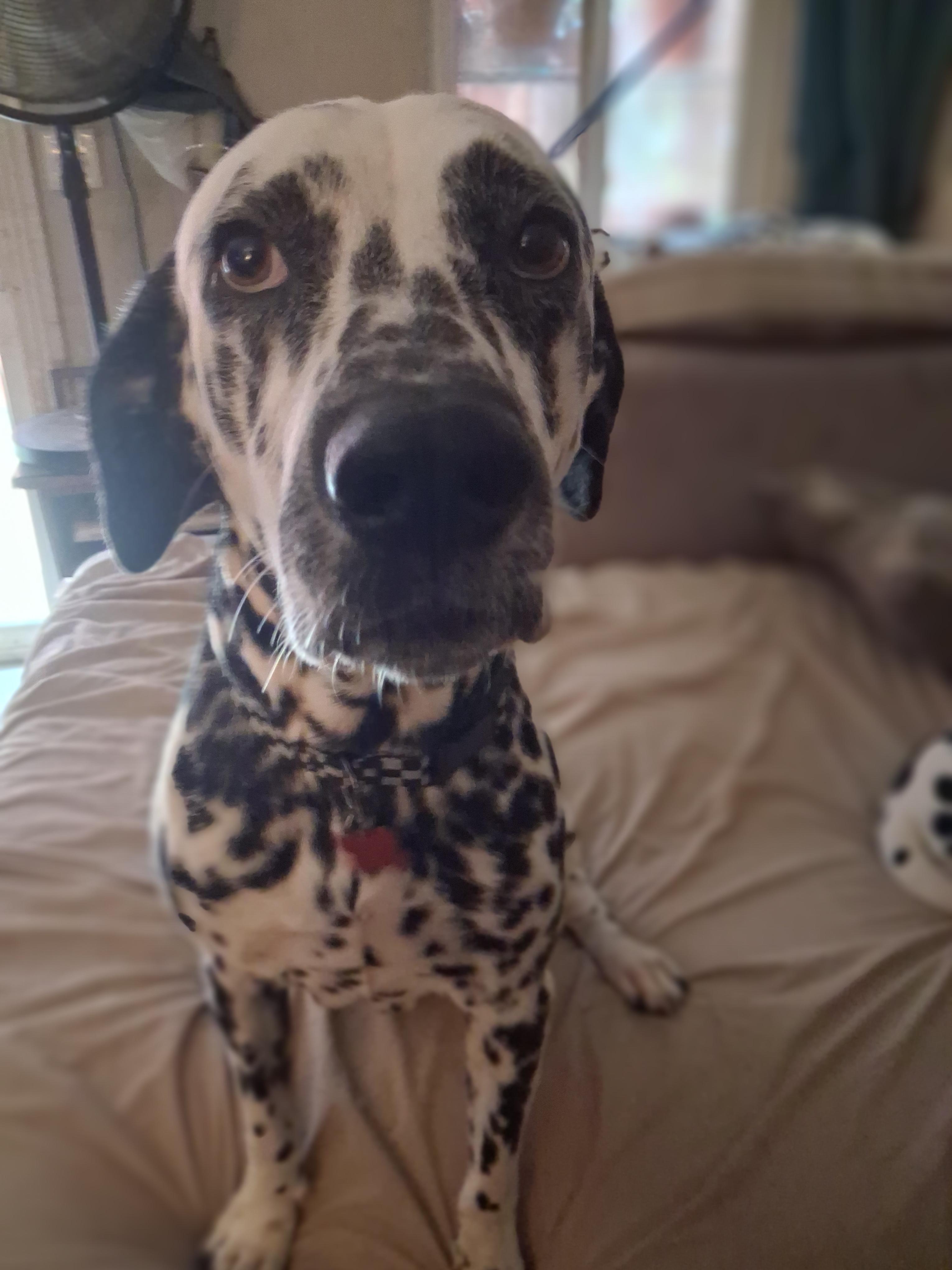 Enlarge Bradley, a ADOPTABLE Dalmatian in San Diego, CA image 1/2