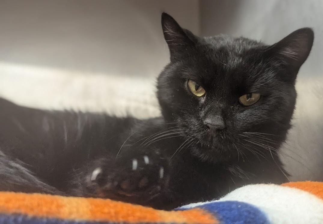 Strong Man thumbnail 4