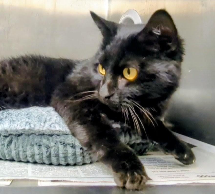 Strong Man thumbnail 3