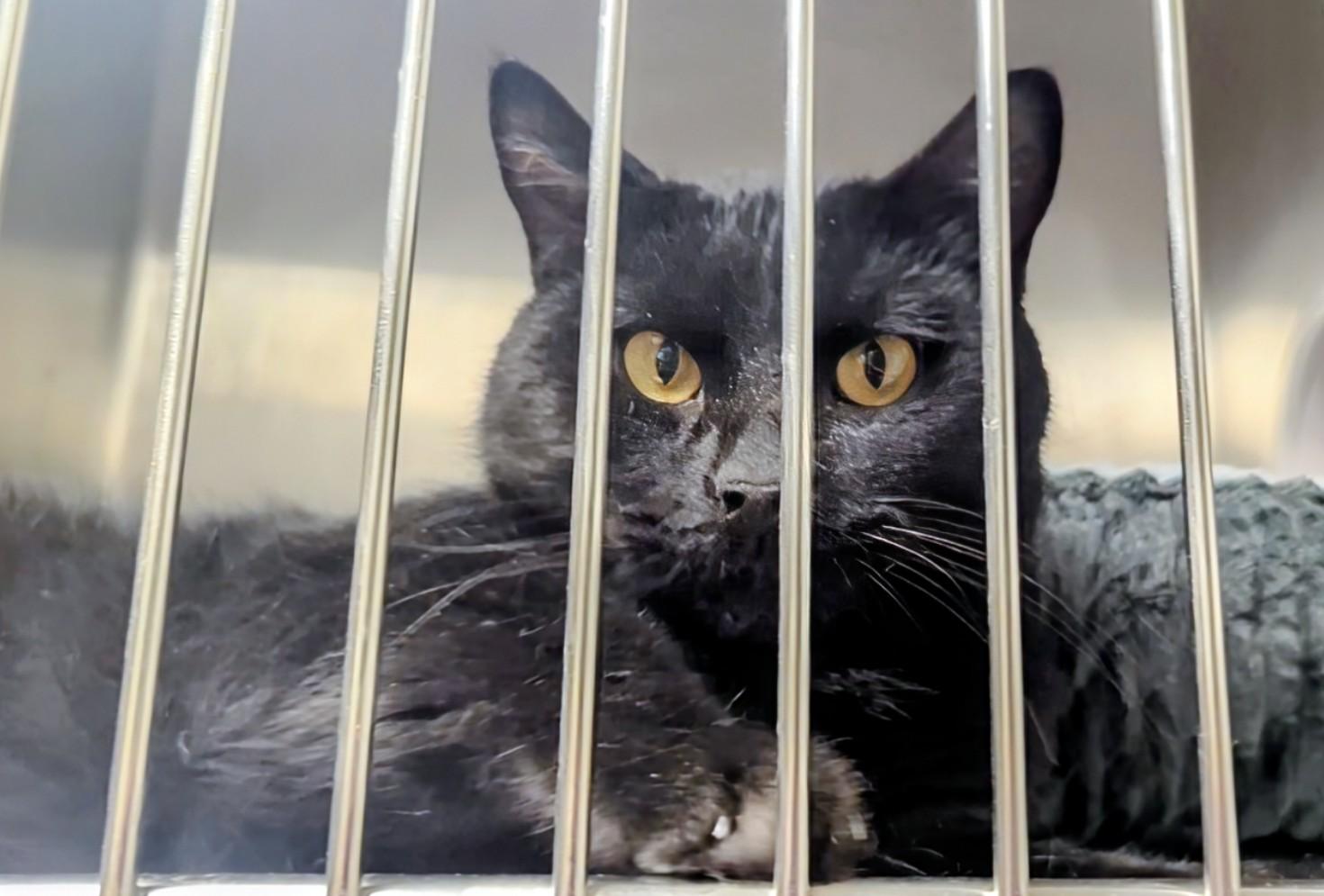 Strong Man thumbnail 2