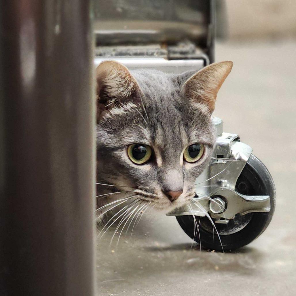 Zehya, Adoptable, Adult Female Domestic Short Hair.