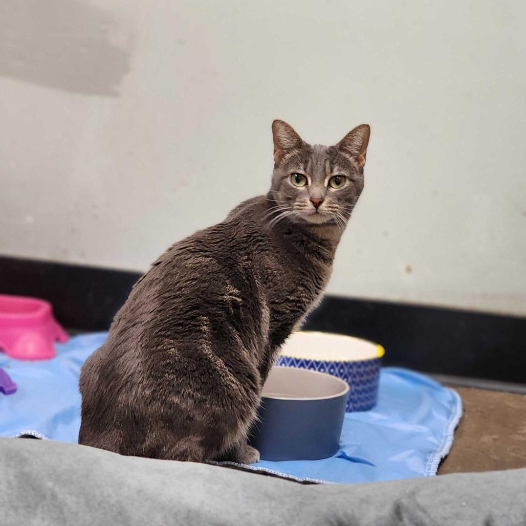 Enlarge Zehya, a Adoptable Domestic Short Hair in Davenport, IA image 2/6
