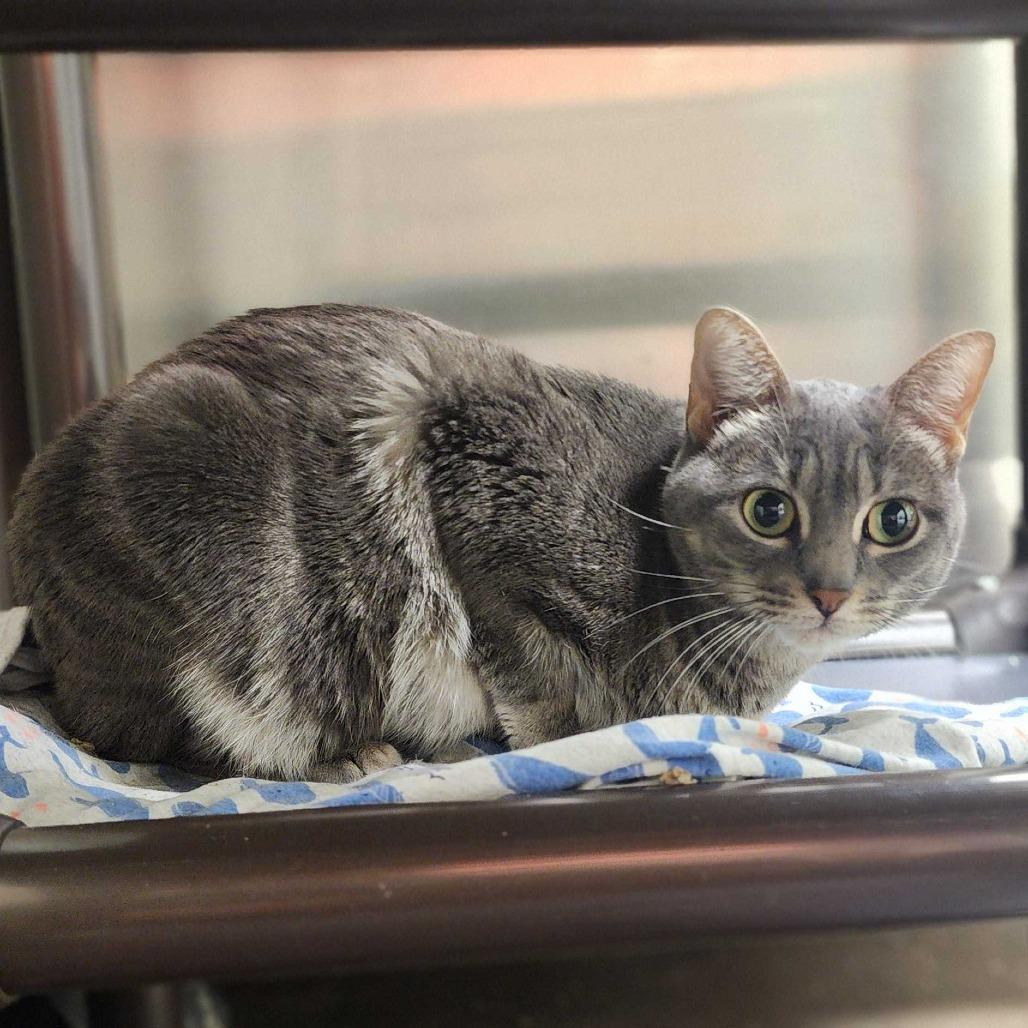 Enlarge Zehya, a Adoptable Domestic Short Hair in Davenport, IA image 3/6