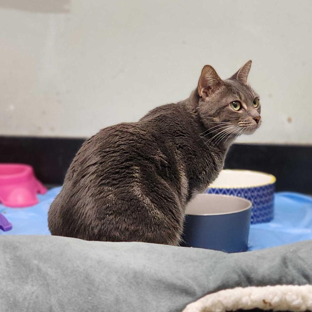 Enlarge Zehya, a Adoptable Domestic Short Hair in Davenport, IA image 4/6