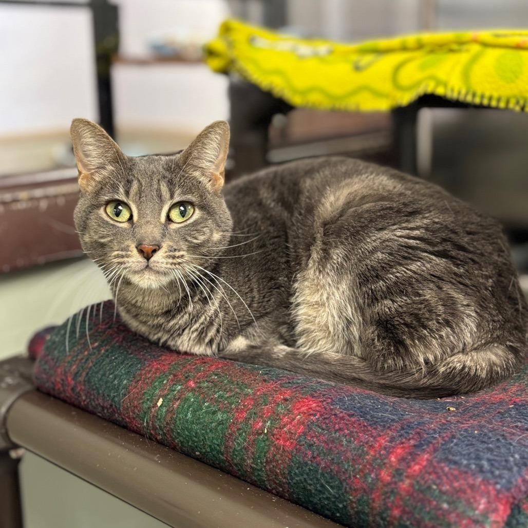 Enlarge Zehya, a Adoptable Domestic Short Hair in Davenport, IA image 5/6