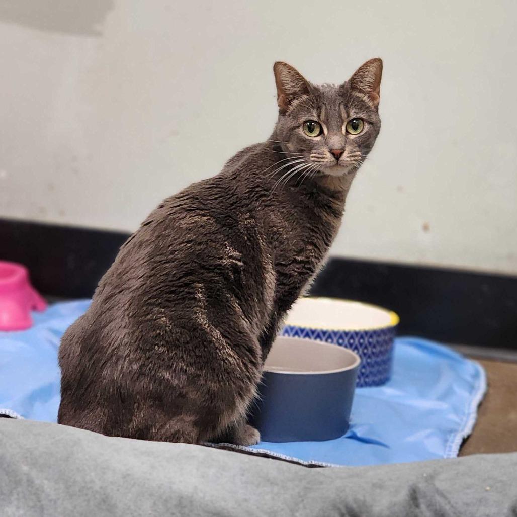 Enlarge Zehya, a Adoptable Domestic Short Hair in Davenport, IA image 6/6