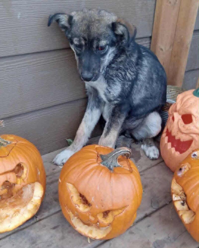 Nova, an adoptable Mixed Breed in Exshaw, AB, T0L 2C0 | Photo Image 1