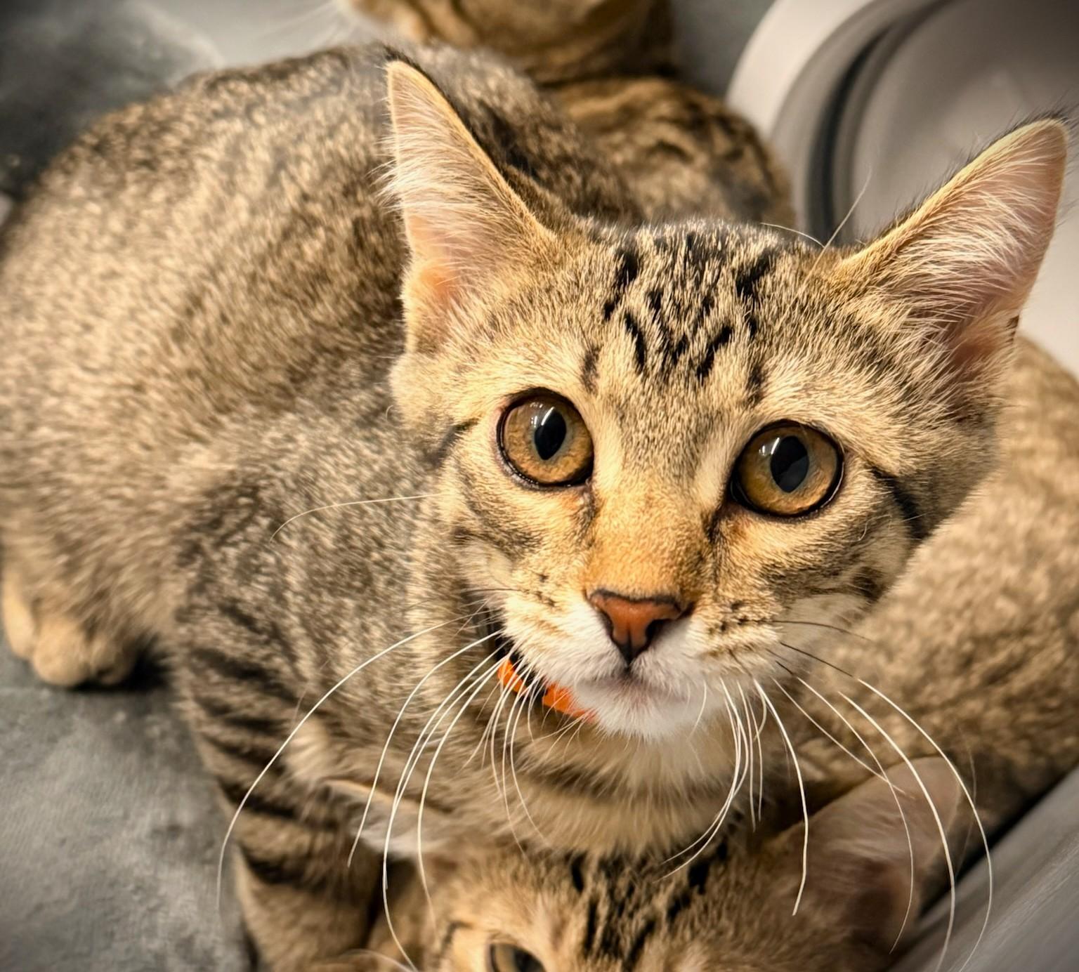 ABIGAIL @ Petsmart Mankato, adopted, Kitten Female Domestic Short Hair.
