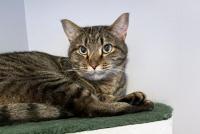 S'Mores, Adoptable, Adult Male Domestic Short Hair.