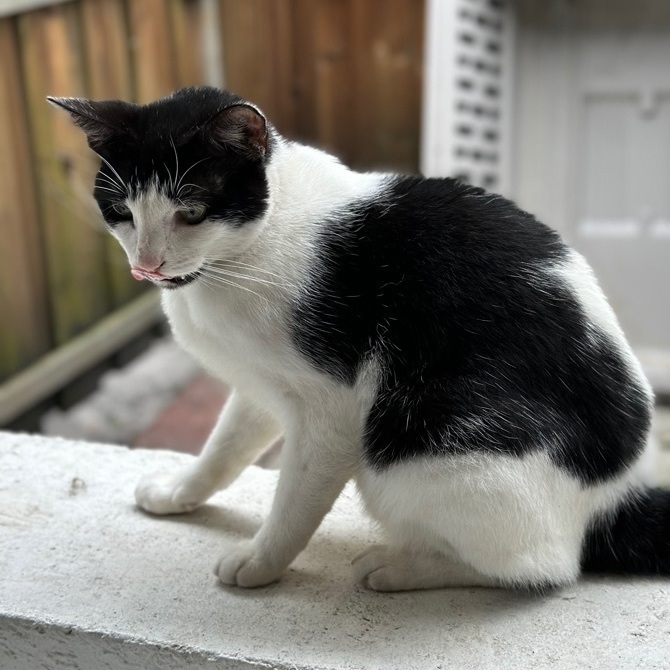 Dice, Adoptable, Adult Male Tuxedo.