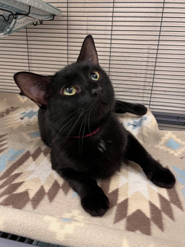 Enlarge Angel, an adopted Domestic Short Hair in Frankfort, KY image 1/1