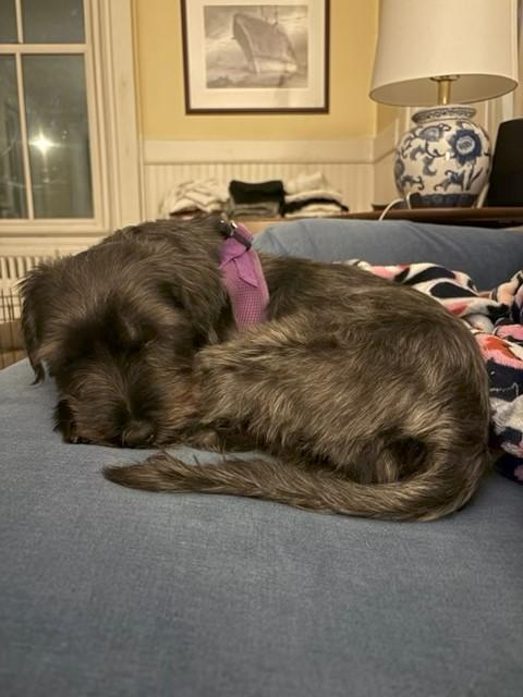 Esquire, a ADOPTABLE Miniature Schnauzer in Fanwood, NJ image 2/4
