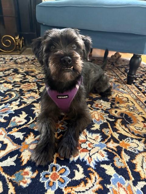 Esquire, ADOPTABLE, Young Male Miniature Schnauzer.