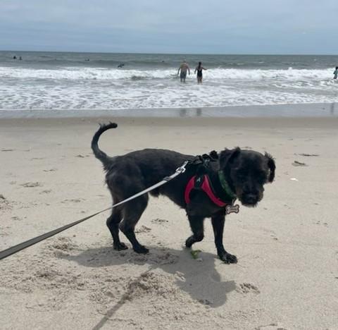 Esquire, a ADOPTABLE Miniature Schnauzer in Fanwood, NJ image 4/4