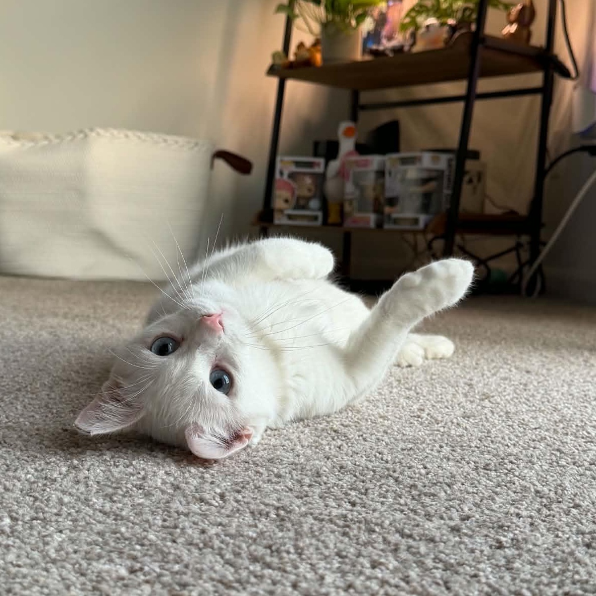 Enlarge Yuki, a ADOPTABLE Domestic Short Hair in Fairborn, OH image 4/6
