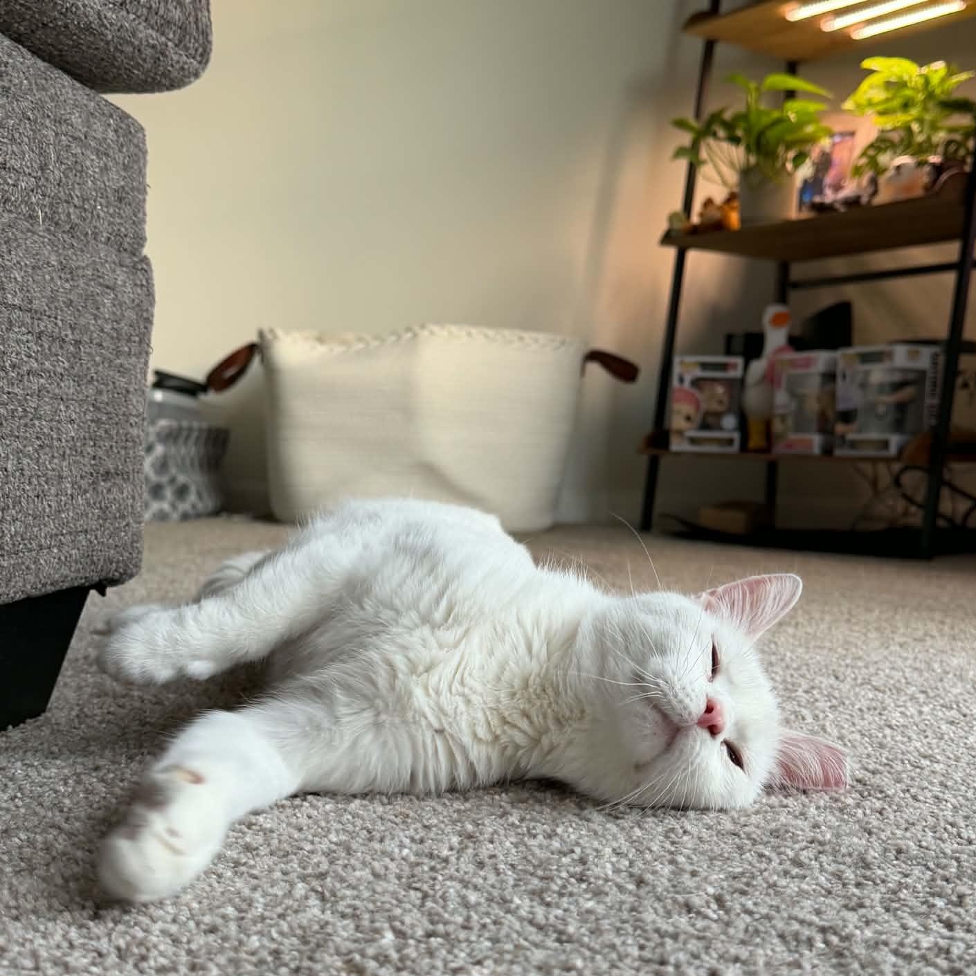 Enlarge Yuki, a ADOPTABLE Domestic Short Hair in Fairborn, OH image 5/6