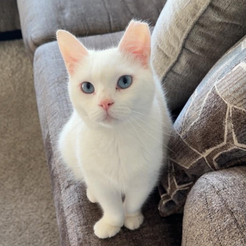 Enlarge Yuki, a ADOPTABLE Domestic Short Hair in Fairborn, OH image 1/6