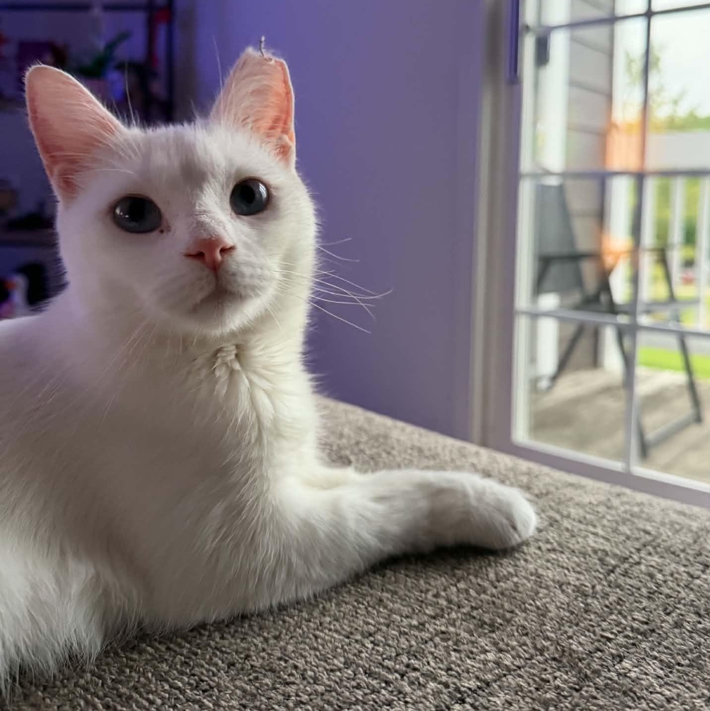 Enlarge Yuki, a ADOPTABLE Domestic Short Hair in Fairborn, OH image 3/6
