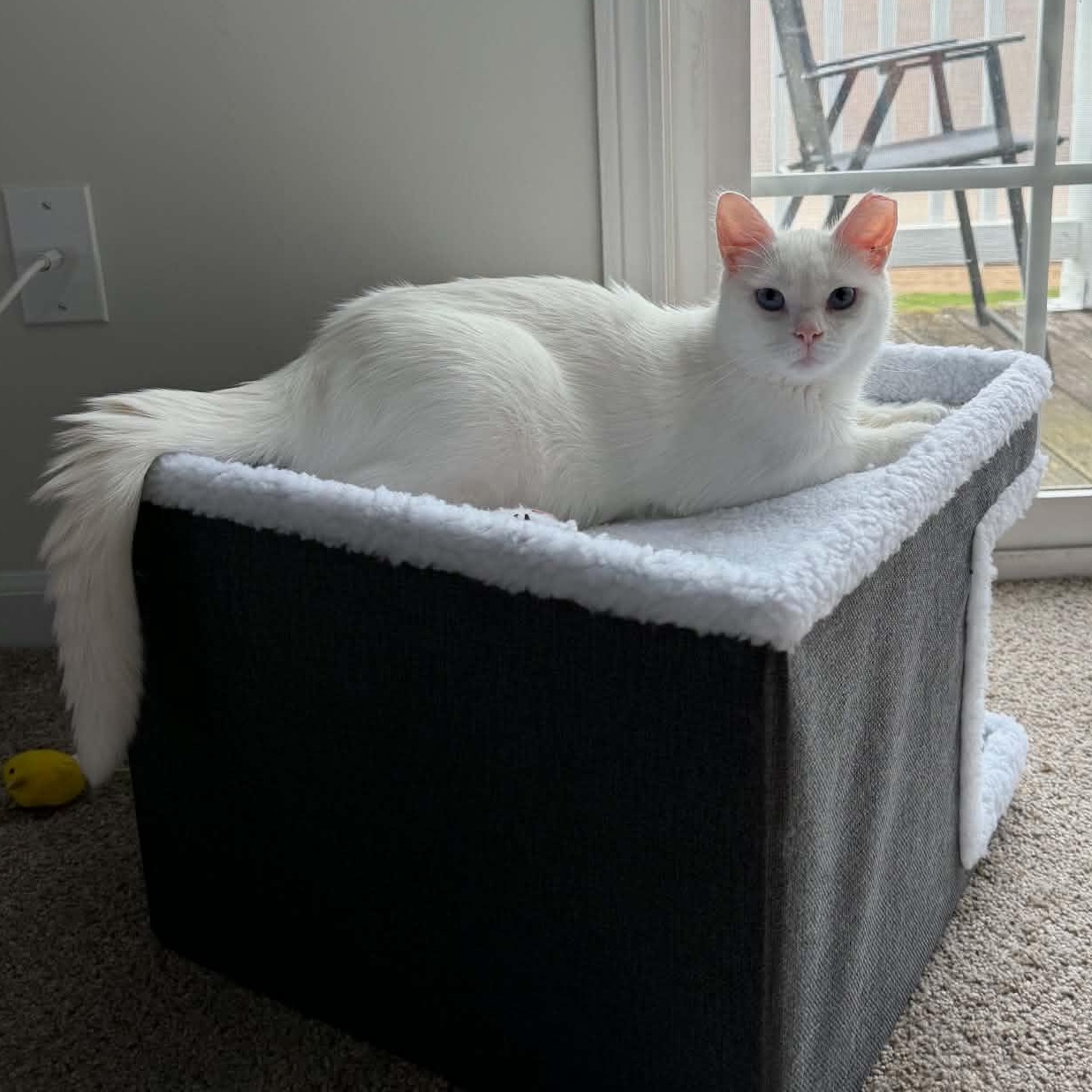 Enlarge Yuki, a ADOPTABLE Domestic Short Hair in Fairborn, OH image 2/6