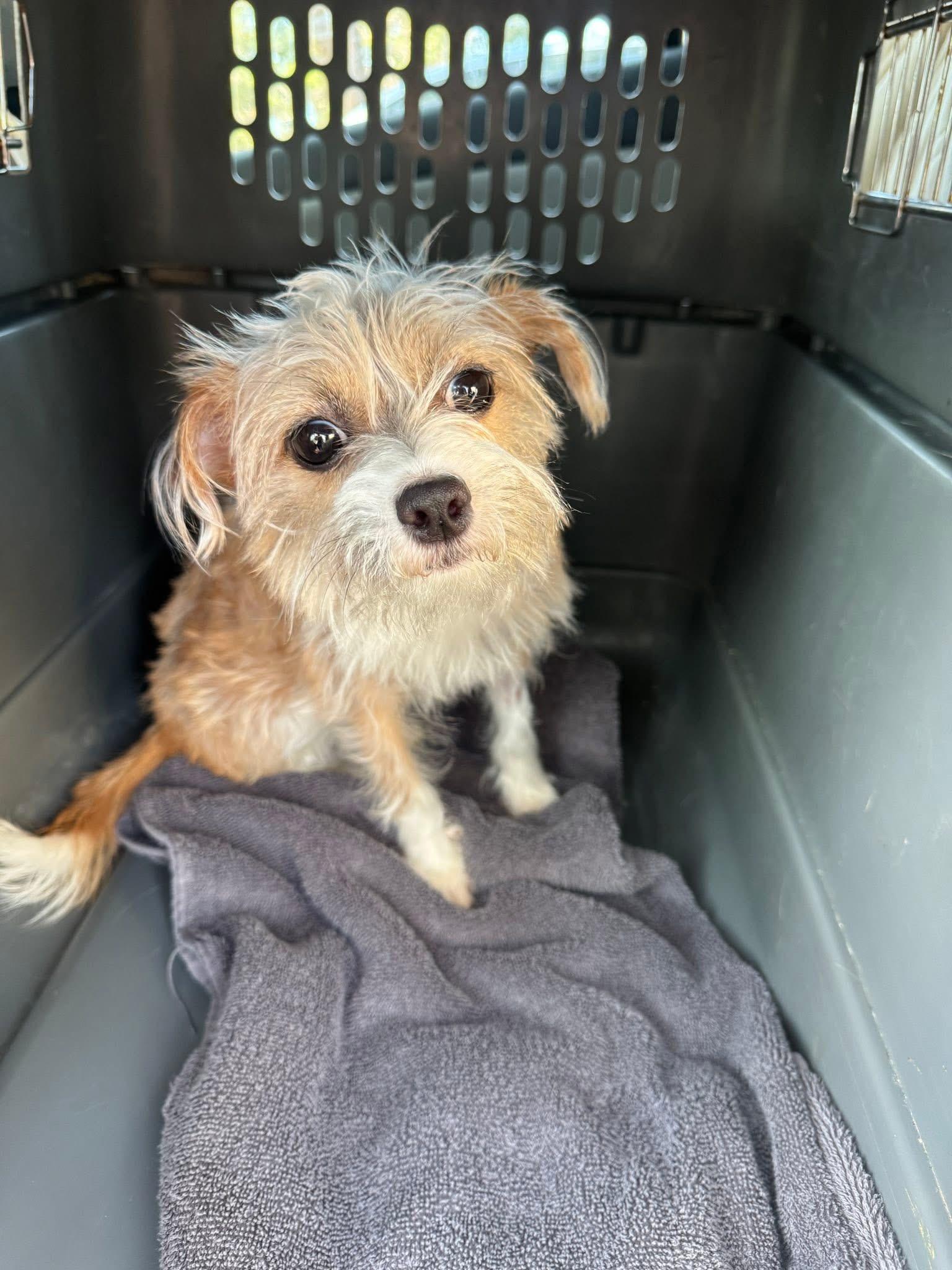 Enlarge Peggy, a ADOPTABLE mixed breed in Galivents Ferry , SC image 2/3