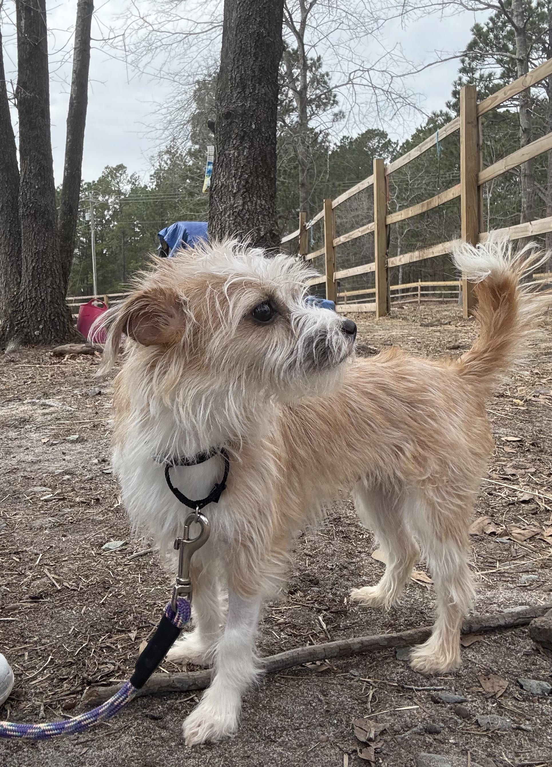 Enlarge Peggy, a ADOPTABLE mixed breed in Galivents Ferry , SC image 3/3