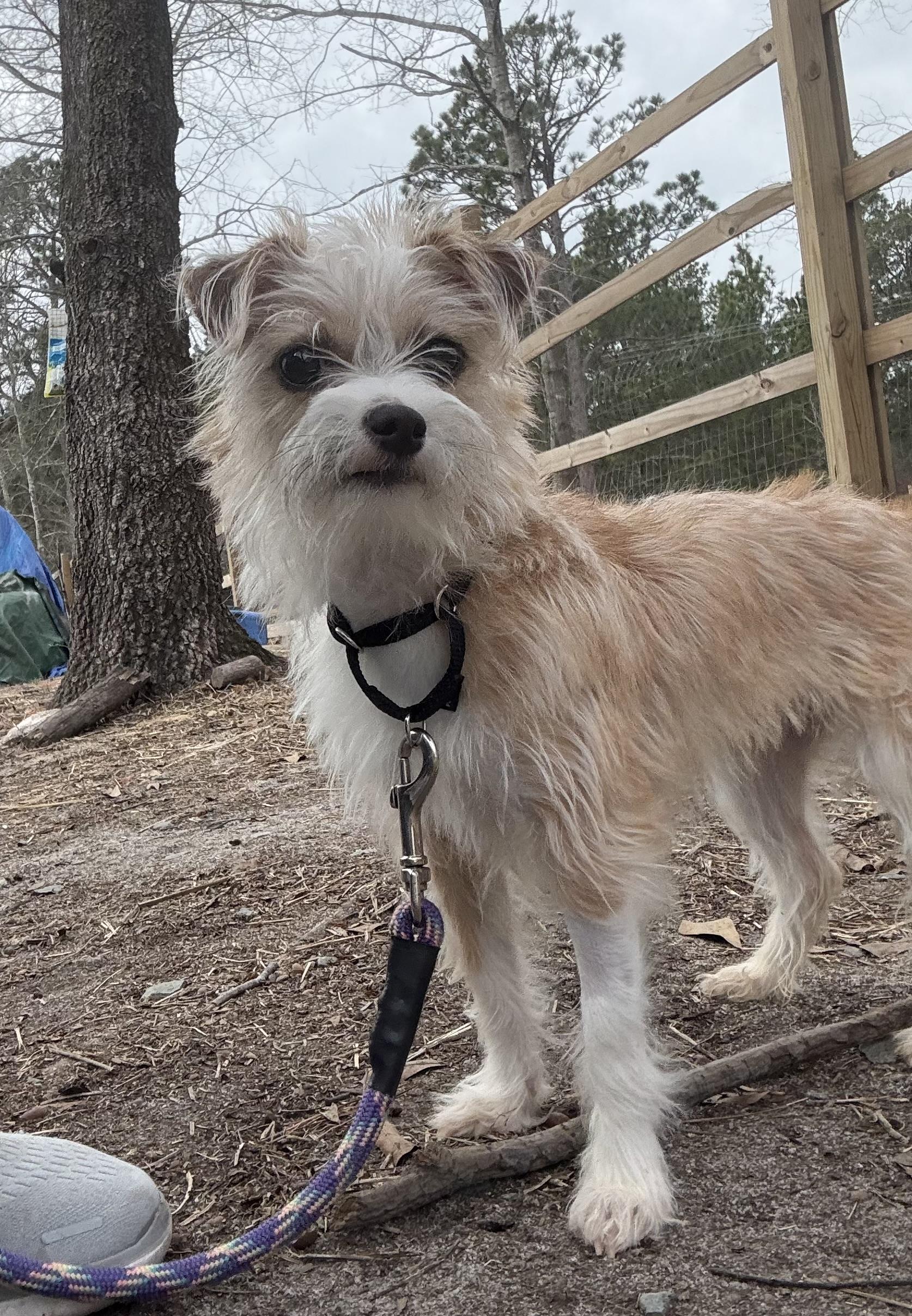 Enlarge Peggy, a ADOPTABLE mixed breed in Galivents Ferry , SC image 1/3