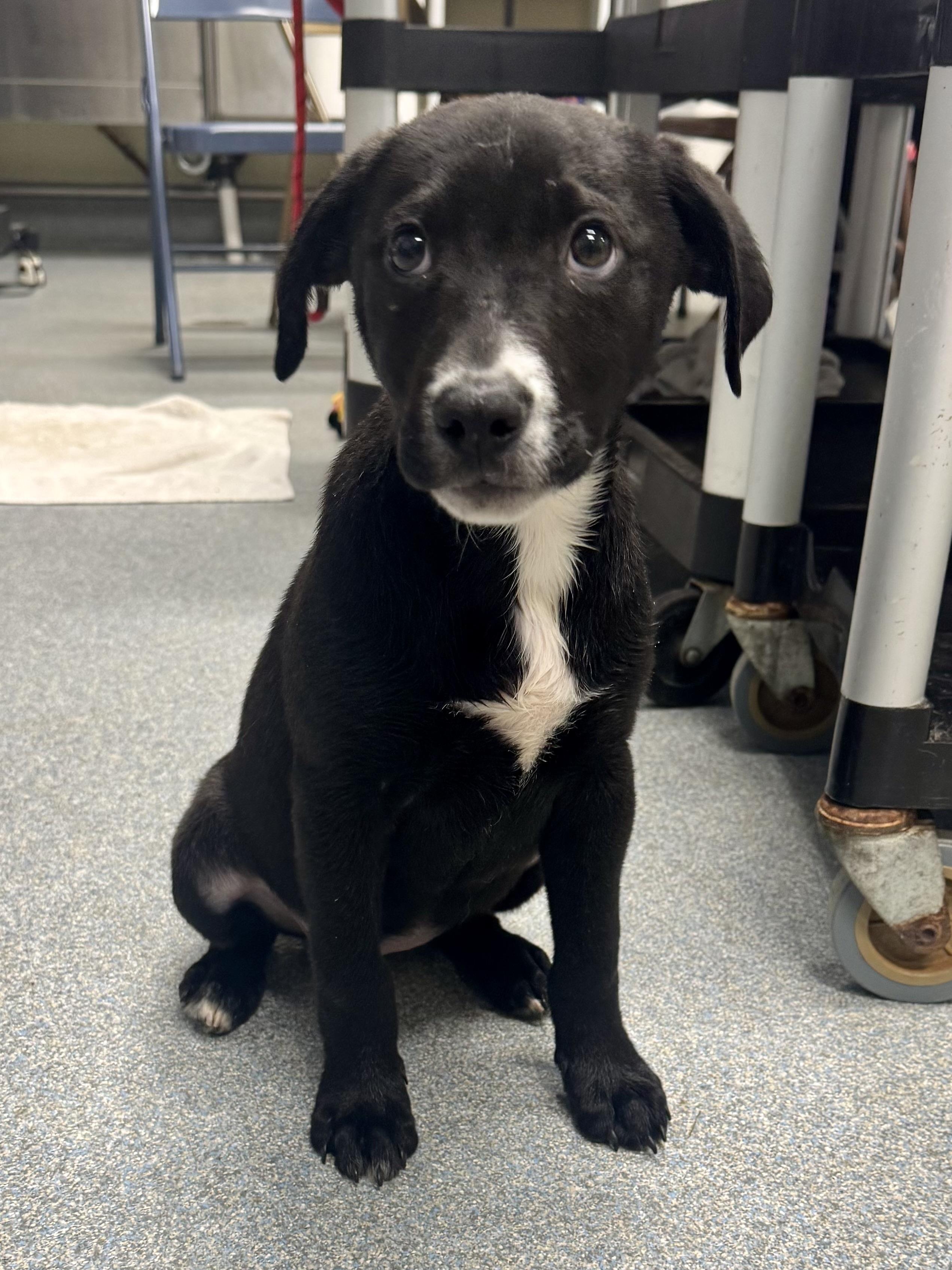 Enlarge Julia, an adopted mixed breed in St. Joseph, MI image 1/1