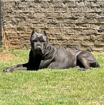 Thor, a Adoptable Cane Corso in Norwood, GA image 6/6