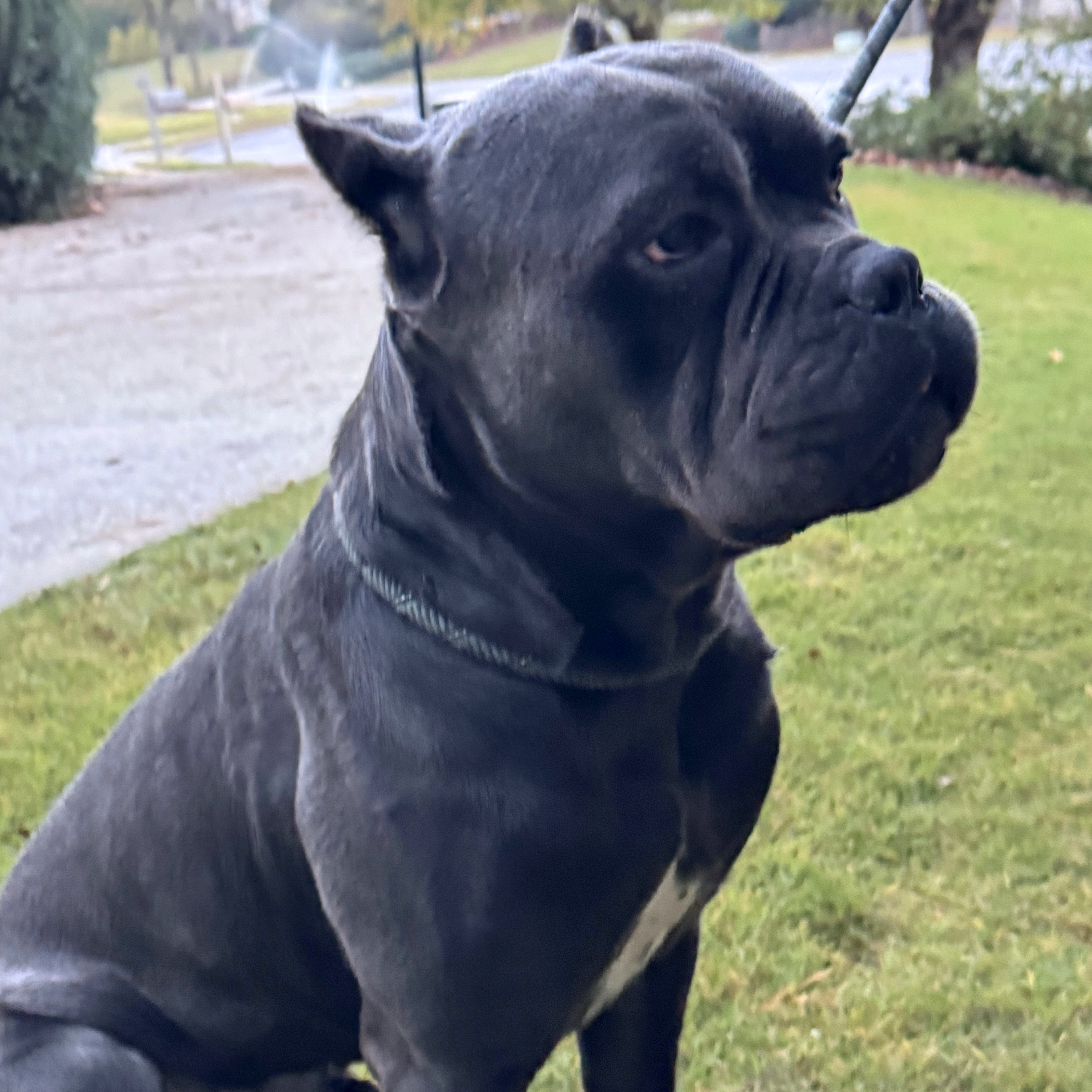 Thor, a Adoptable Cane Corso in Norwood, GA image 5/6