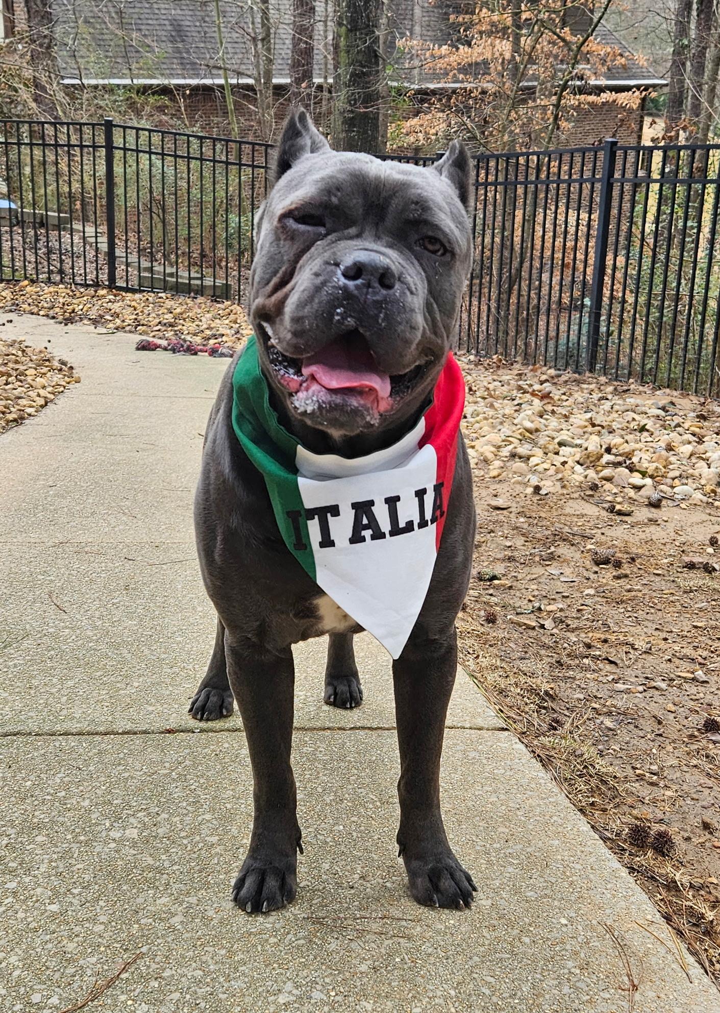 Thor, a Adoptable Cane Corso in Norwood, GA image 3/6