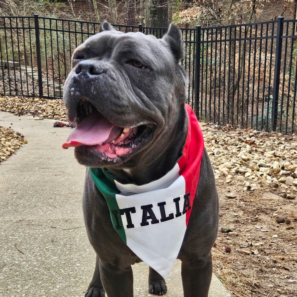 Thor, a Adoptable Cane Corso in Norwood, GA image 1/6