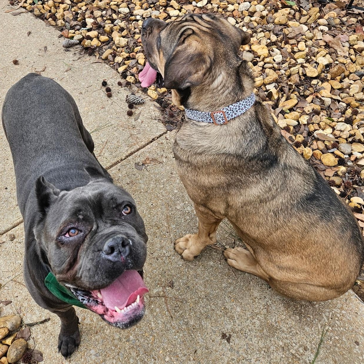 Thor, a Adoptable Cane Corso in Norwood, GA image 2/6