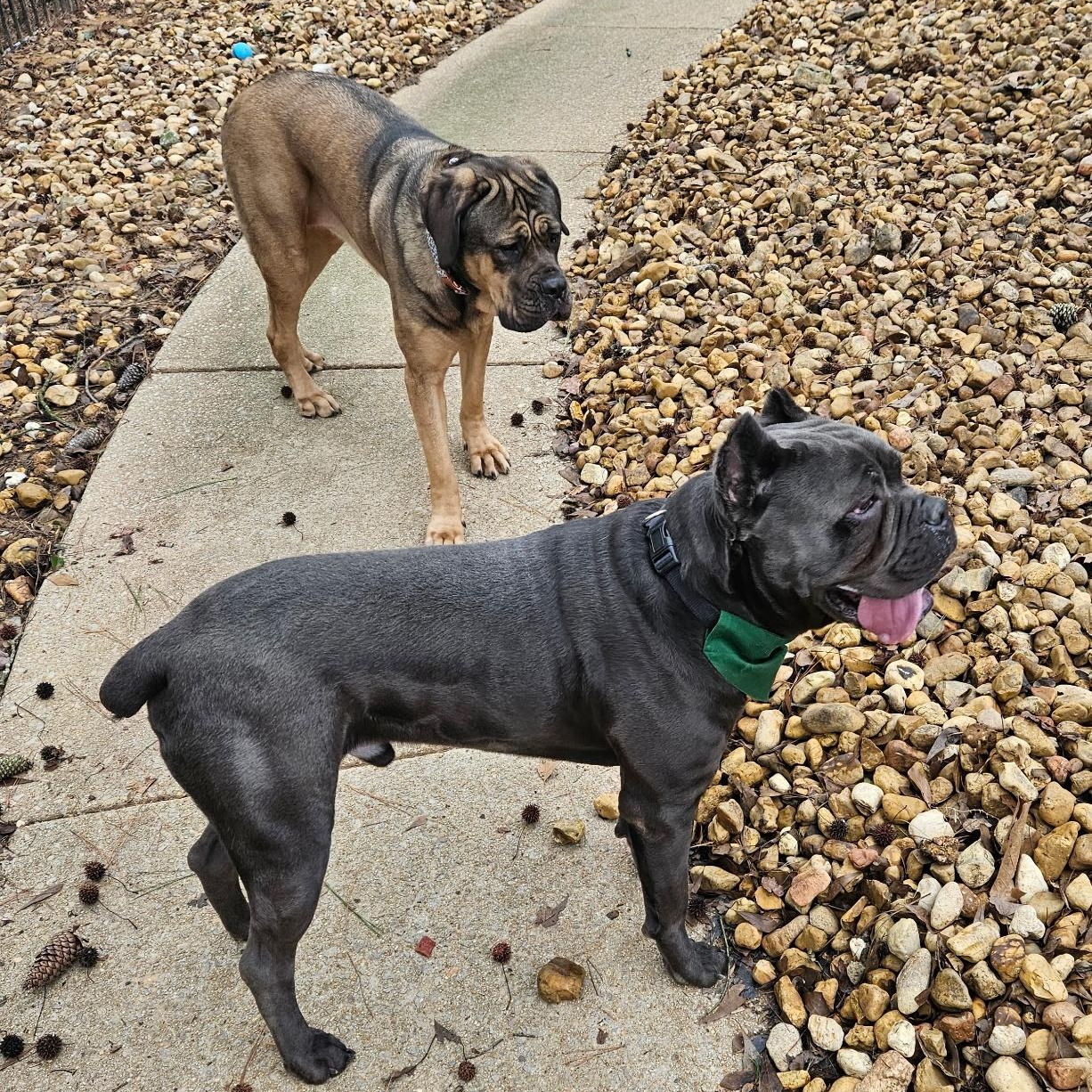 Thor, a Adoptable Cane Corso in Norwood, GA image 4/6