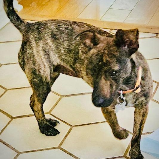 Molly, Adoptable, Adult Female Chiweenie.