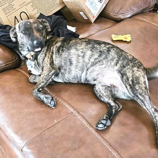 Enlarge Molly, a Adoptable Chiweenie in Albany, NY image 5/6