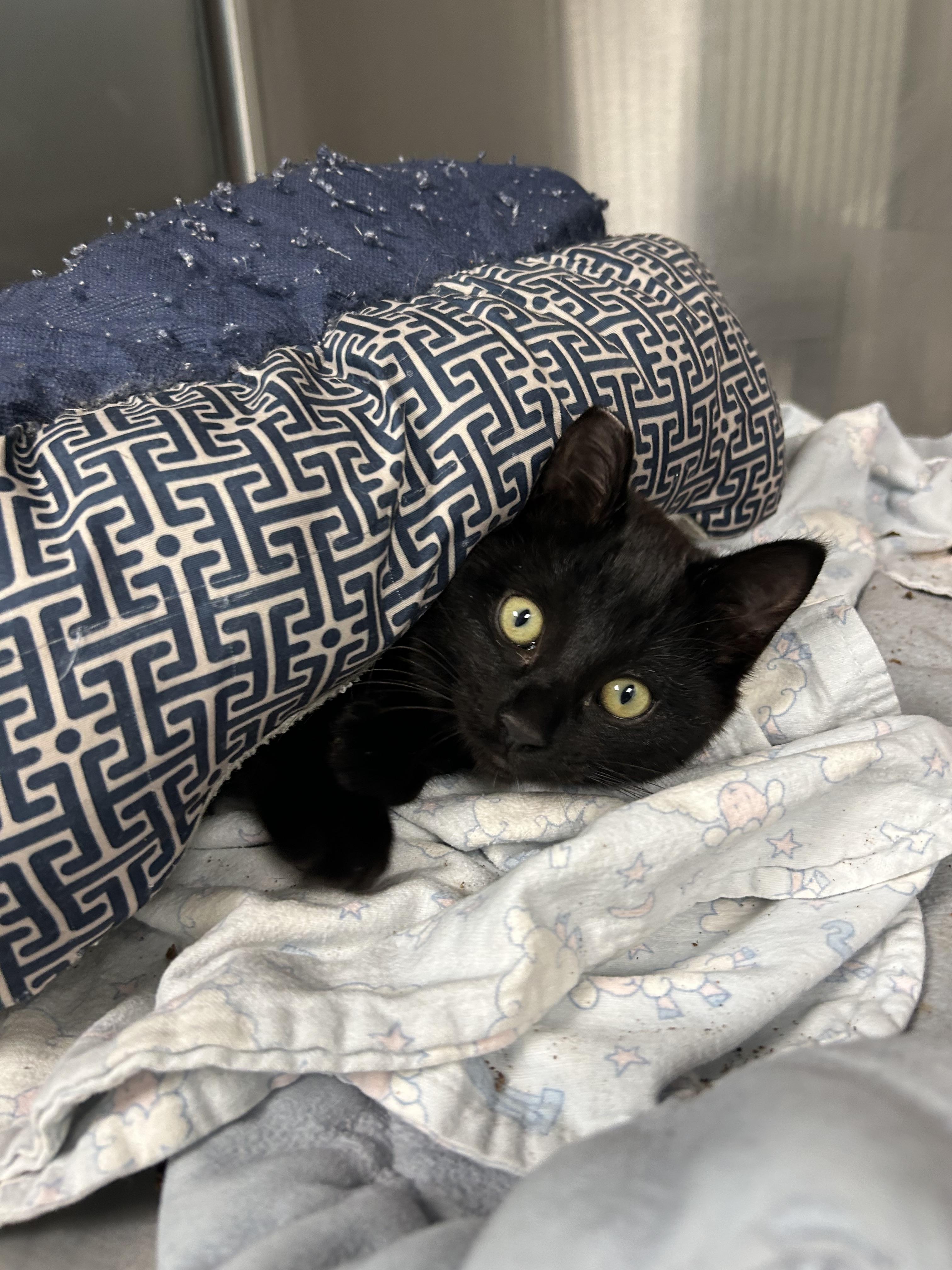 Starla, Adopted, Young Female Domestic Short Hair.