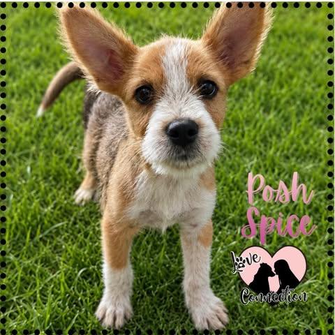Posh Spice, adopted, Puppy Female Australian Cattle Dog / Blue Heeler.