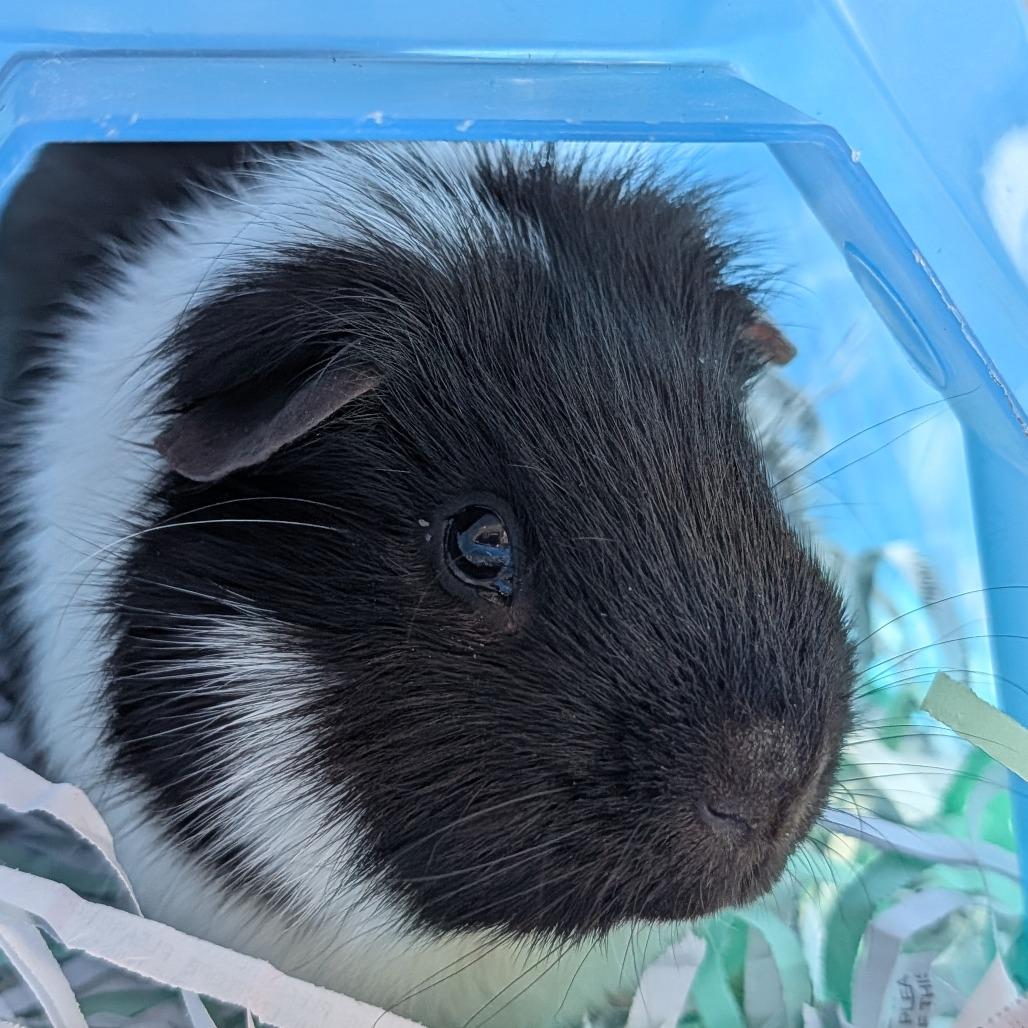 Sev, Adoptable, Adult Male Guinea Pig.