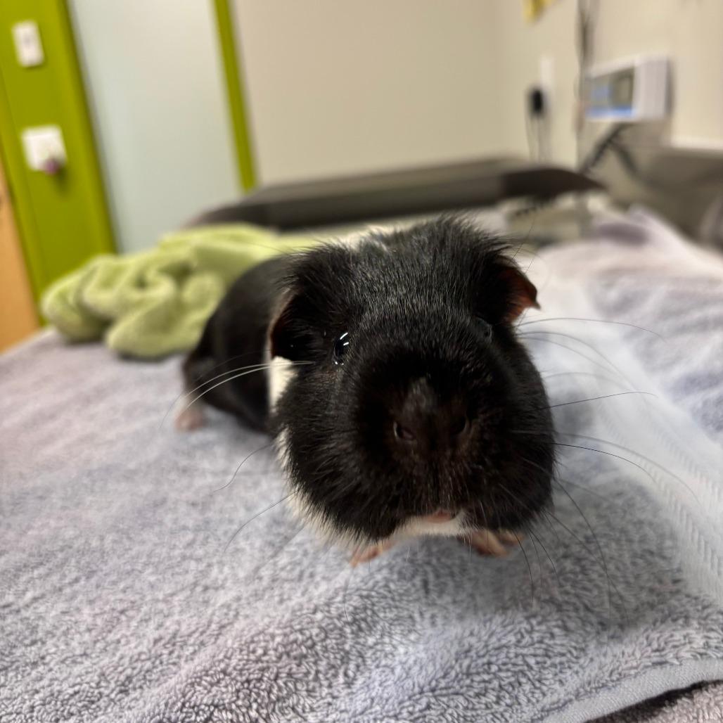Sev, a Adoptable Guinea Pig in Saint Cloud, MN image 2/6