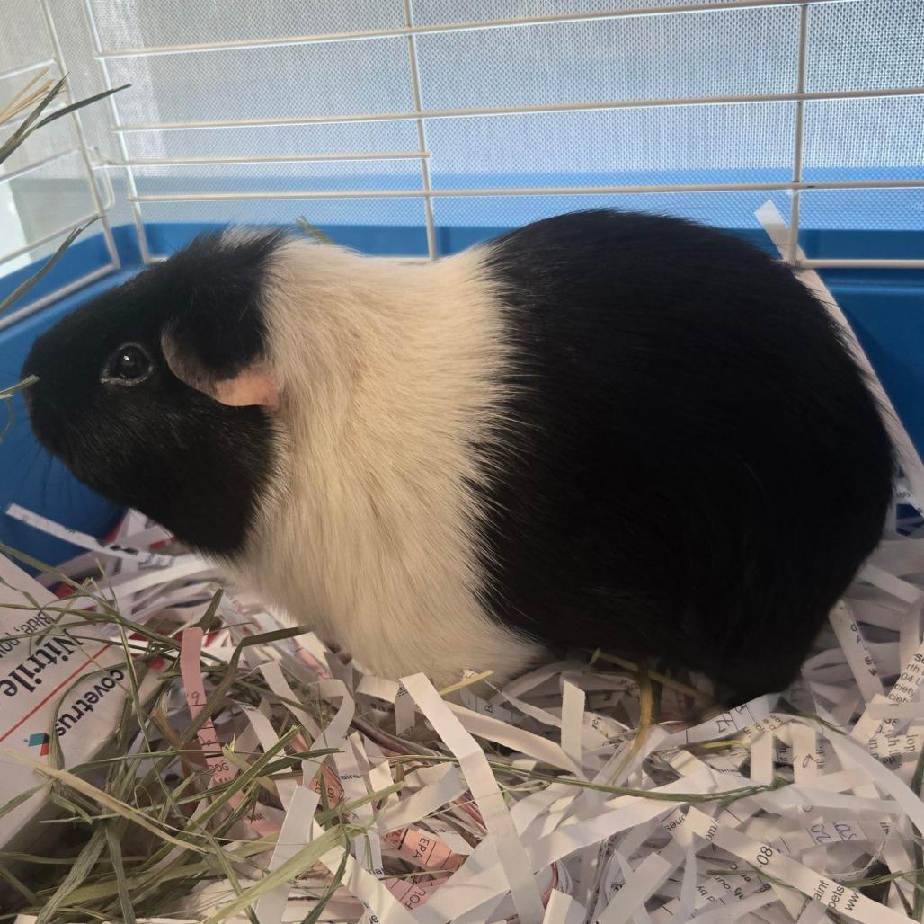 Sev, a Adoptable Guinea Pig in Saint Cloud, MN image 3/6