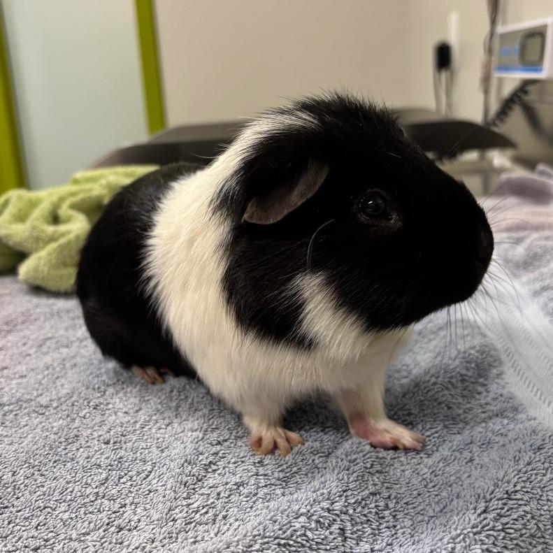 Sev, a Adoptable Guinea Pig in Saint Cloud, MN image 4/6