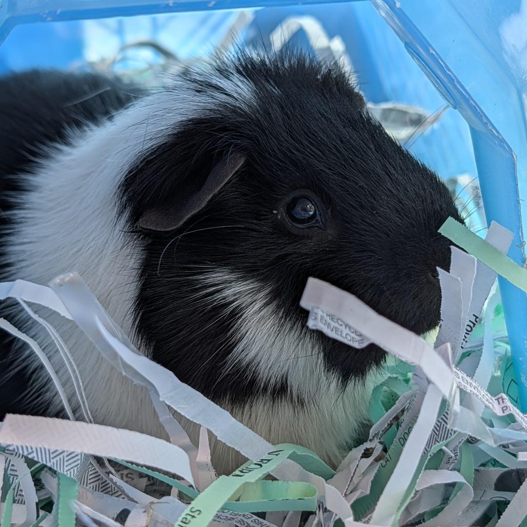 Sev, a Adoptable Guinea Pig in Saint Cloud, MN image 5/6