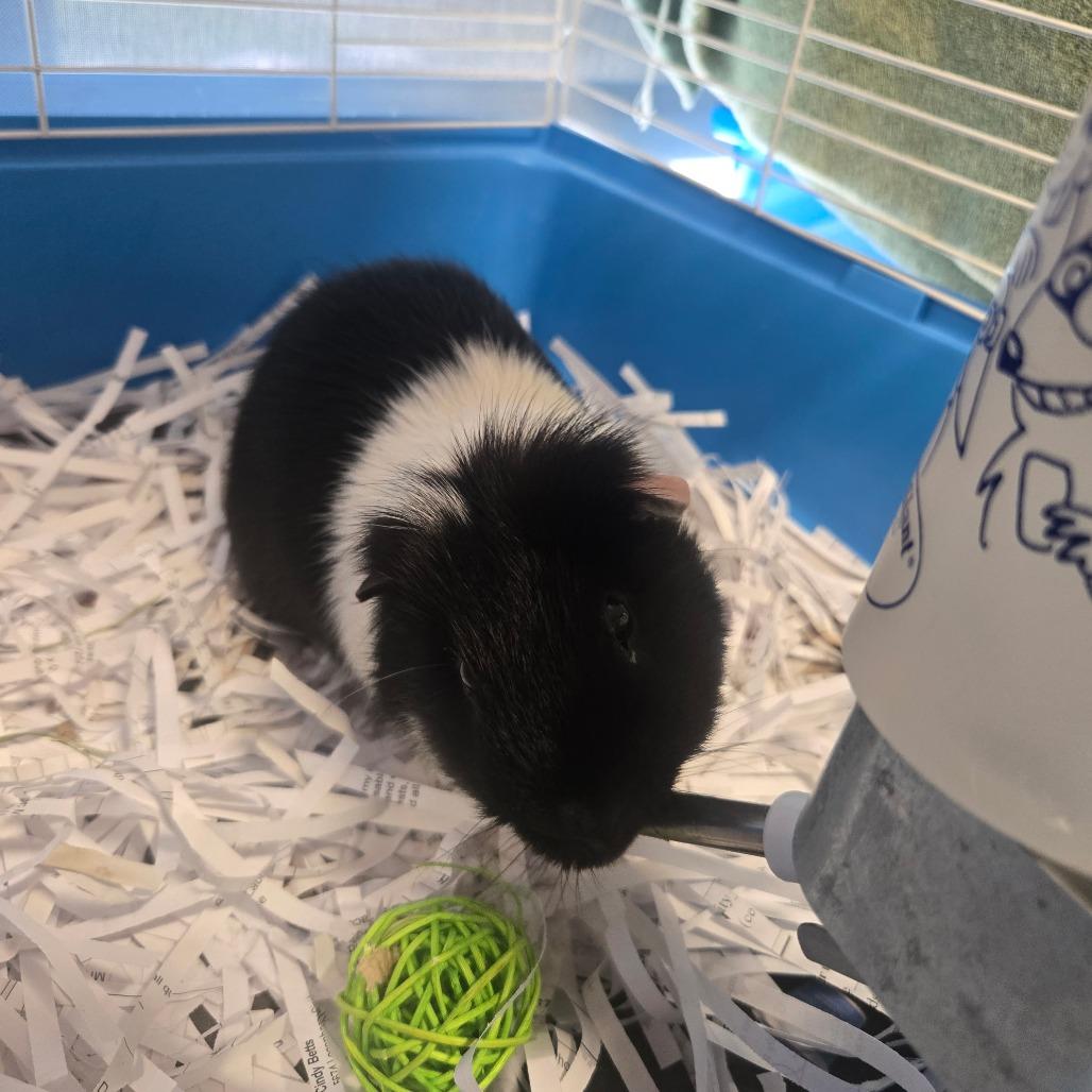 Sev, a Adoptable Guinea Pig in Saint Cloud, MN image 6/6